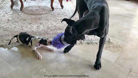 Funny Great Dane and Puppy Play Tug of War With Minion Toy