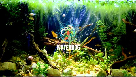 Your Productivity Playlist - Lofi and Live Planted Aquarium