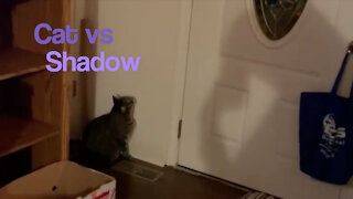 Cat vs. Shadow - Starring Zeus the Cat