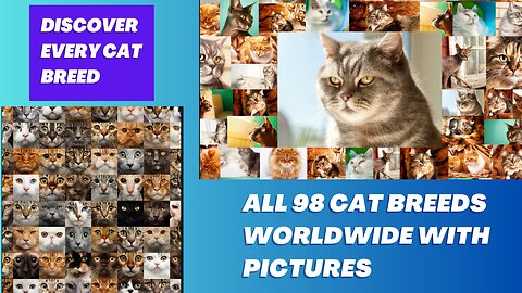 Discover Every Cat Breed: A Complete A-Z Guide with Pictures (Featuring All 98 Breeds Worldwide