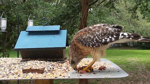Breakfast With Raptor the Red-Shouldered Hawk