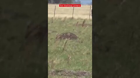 What ?! 😂 you’ll Not believe this is it a Rocket 🚀or Hare🐇 не поверишь, что это ракета или кролик