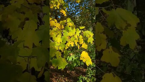 SNEAK ATTACK MOHICAN LEAVES