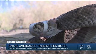 Snake avoidance training for dogs could save lives