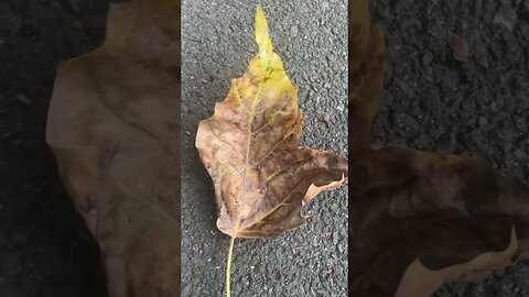 Even a leaf has a song to tell