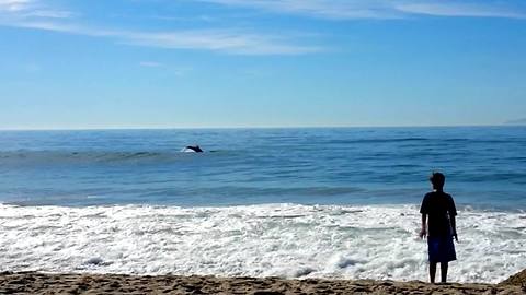 Wild dolphins casually swim alongside beach goers