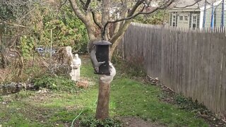 Grey and white squirrel feeder battle