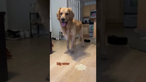 Labrador wants tortilla with meat
