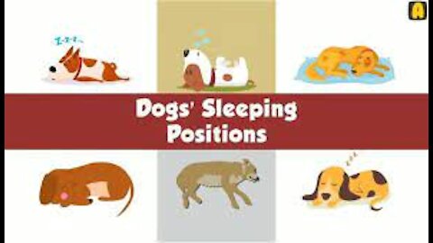 What Your Dog's Sleeping Position Reveals About Their Personality, Health and Character