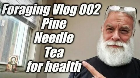 Foraging Vlog 002: Pine Needle Tea for health in the Fall and Winter