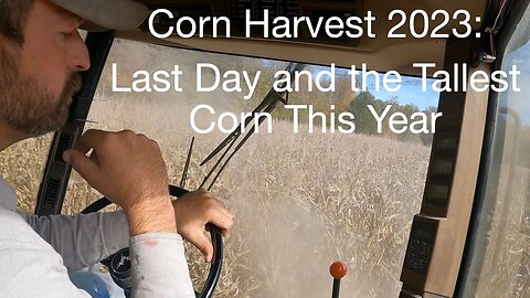 Corn Harvest 2023: Last Day and the Tallest Corn of this year