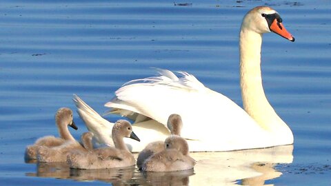 The Mother Mute Swan with Five Cygnets Once More