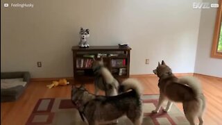Trois huskies, terrorisés par une peluche