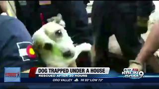 Dog rescued after being trapped under home for 30 hours