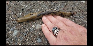 Giant Banana Slug Living on Vancouver Island