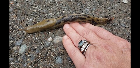 Giant Banana Slug Living on Vancouver Island