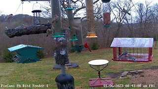 Bluebirds feeding in bluebird feeder on PA Bird Feeder 2 1/6/2023