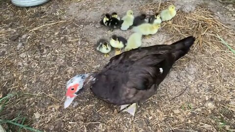 New Muscovy Ducklings!