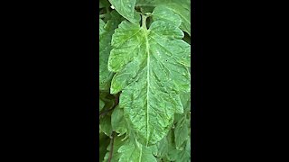 Kansas Garden July Update 2021. Cucumber tips.