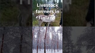 Livestock farmers in Finland spray reflective paint #shorts