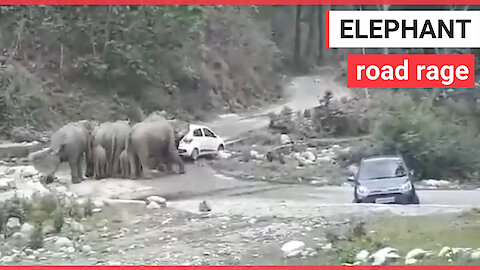Wild elephants go berserk and rammed two cars on a highway to clear their migration route