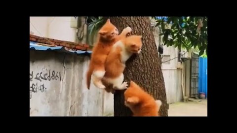 Videos de perros y gatitos graciosos, funny cats and dogs #1