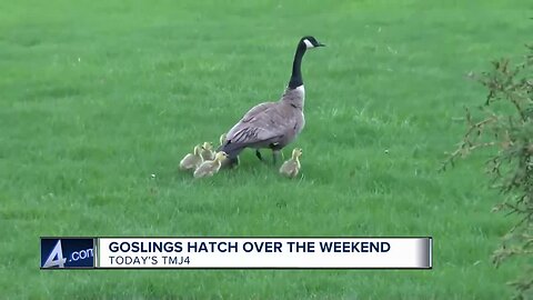 Goose Cam: Gertie's goslings hatch and are safely transported to their new home