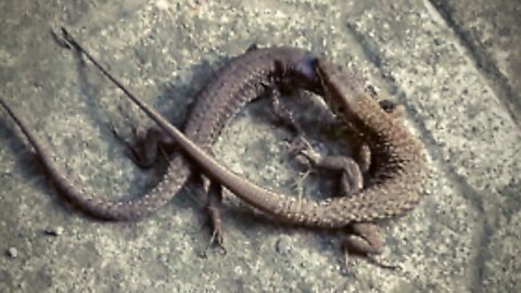 Love or fight? Awesome but scary show offered by two lizards in my yard!