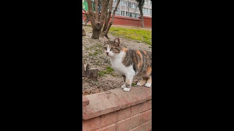 Cat Standing on Bricks