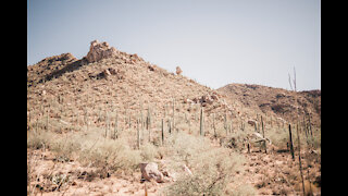 Saguaro National Park