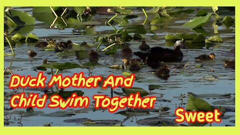 duck mother and child swim together