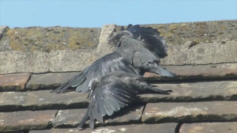 Sun bathing crows