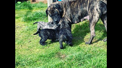 Feeding Mastiff Puppies a Homemade Raw Food Diet!