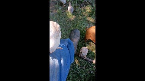 Baby chicken swinging on my foot