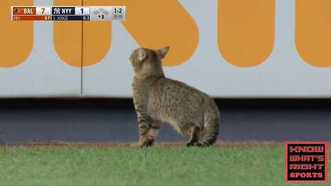 Cat Runs On Field During Yankee Game & Jukes Out Security Guards