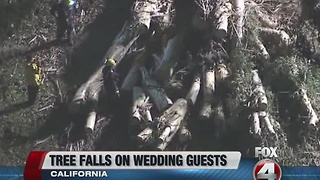 Tree falls on wedding party