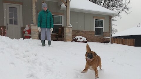 Rescue dog First Time Southern Snow Storm!