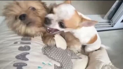 Dog's fight
