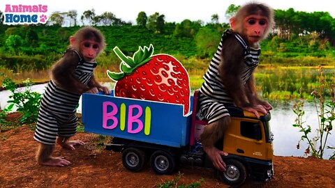baby monkey animal bi bi | Farmer BiBi harvest strawberry so funny