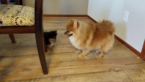 Pomeranian Not Sure What To Do With New Puppy Addition