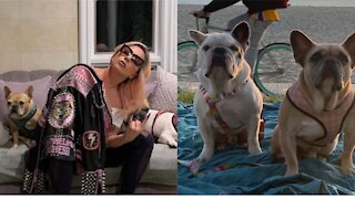 Lady Gaga's Stolen Dogs Have Been Returned Safely But The Thieves Are Still Out There