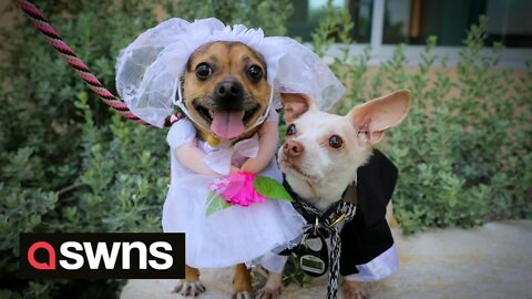 Inseparable shelter dogs get married in adorable ceremony with their own MINI CHAPEL