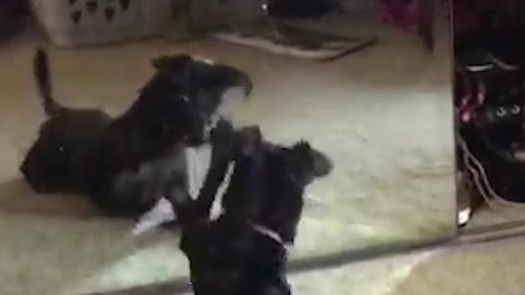 Dog Finds A New Friend In Mirror