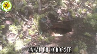 MOSTRANDO MAIS UM RIO EM SITUAÇÃO DE SECA, ESSE É O NORDESTE