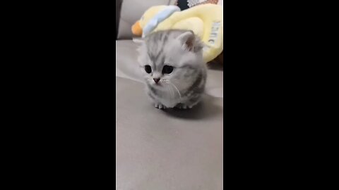 cute kitten meowing❤💕