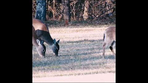 Deer in the Field