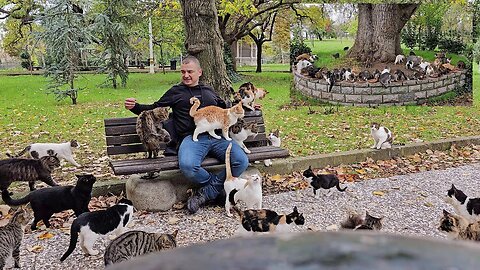 The most loyal friends in the world who will always make you happy are Istanbul Stray Cats