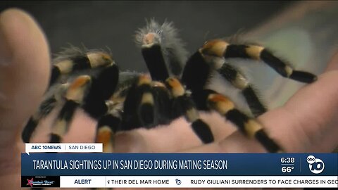 Tarantula mating season means more sightings around San Diego