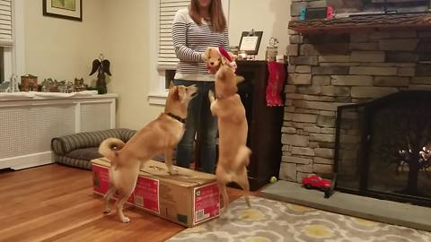 These Shiba Inu Dogs REALLY Get Into The Christmas Spirit!