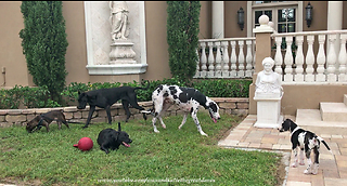 Great Danes French Bull Dog and Lab Enjoy a Doggie Play Date
